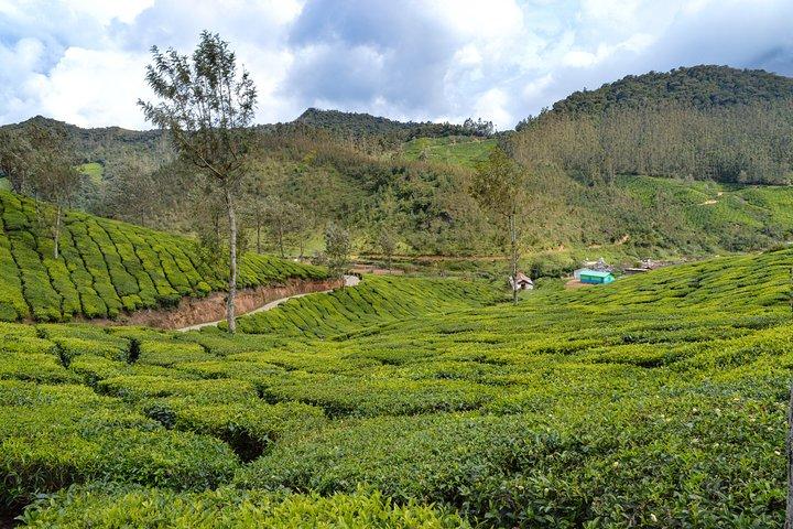 Visite privée d'une journée à Munnar au départ de Kochi avec déjeuner
