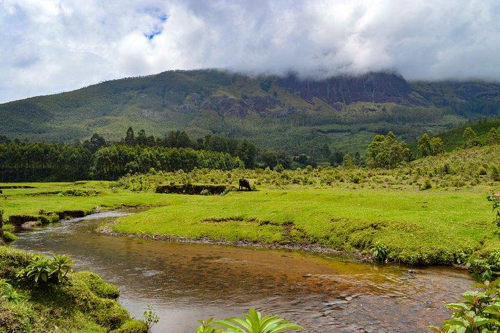 Visite privée d'une journée à Munnar au départ de Kochi avec déjeuner
