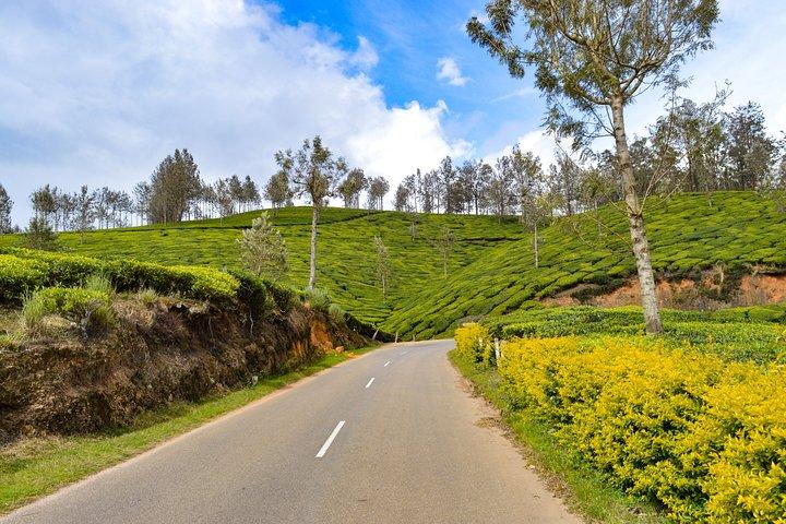 Visite privée d'une journée à Munnar au départ de Kochi avec déjeuner