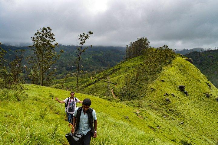 Visite privée d'une journée à Munnar au départ de Kochi avec déjeuner