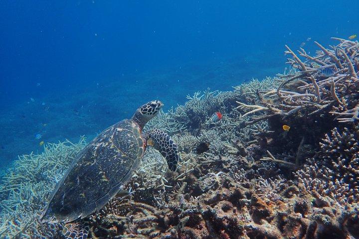 Okinawa Iriomote Island 1 dag Werelderfgoed "Zee x Rivier" 2 grote klassieke cursussen (snorkelen op Baras Island & mangrove SUP of kanoën)