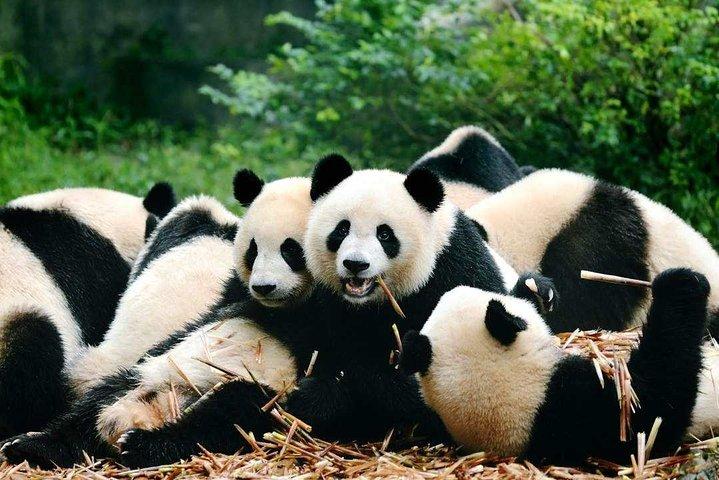 Tour privato flessibile di Chengdu Layover