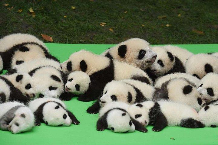 Viagem particular de um dia para os destaques de Chengdu: Base e cidade do Panda de Chongqing de trem