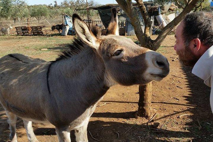 Passeio inspirador pela natureza com burros em Haia