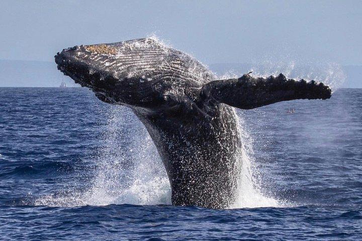 マウイ島：カアナパリビーチ発オープンバー付きホエールウォッチングクルーズ