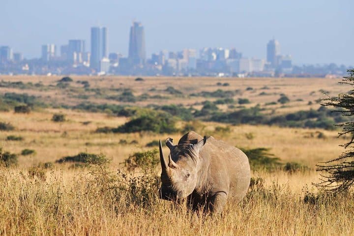 Half day Nairobi National Park Tour & Sheldrick Elephant Nursery