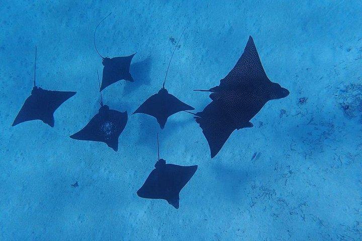 Private Bora Bora Lagoon Experience