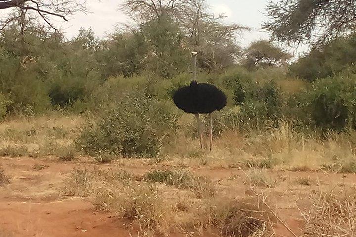 6日間のSafariからSamburuN / R、Aberdare N / P、Nakuru N / P、Maasai Mara N / R。