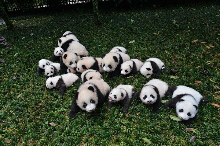 Excursion privée d'une journée à Chengdu: base de Panda et ville de Chongqing en train