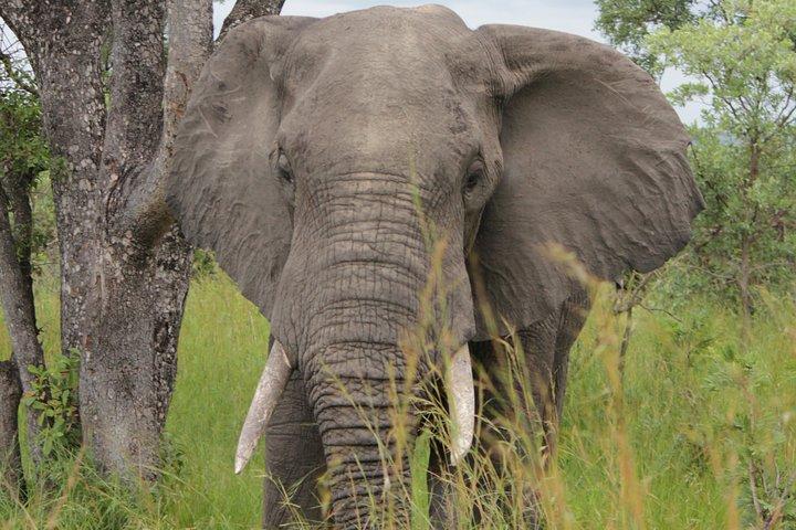 Tour guiado por el Safari guiado a pie por el Parque Nacional Kruger desde Johannesburgo