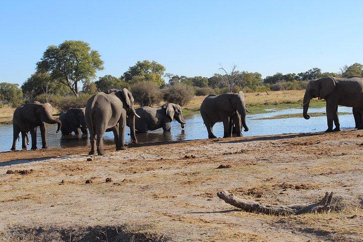 1-Day Okavango Delta Boat Safari from Maun