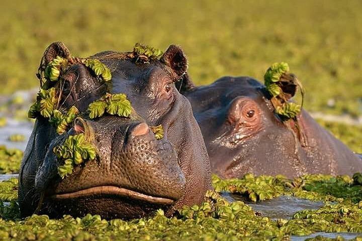 ヘルズゲート国立公園とナイバシャ湖のボート乗りへの1日旅行