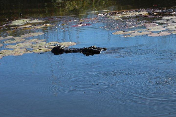 1-Day Okavango Delta Boat Safari from Maun
