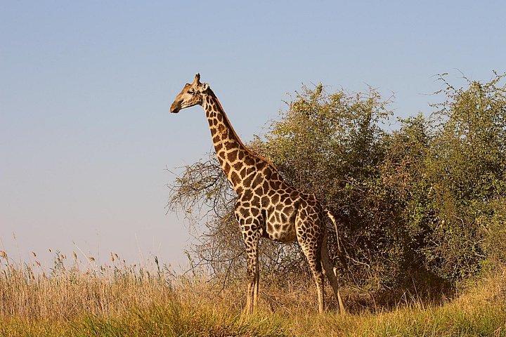 Moremi One Day Game Drive Safari