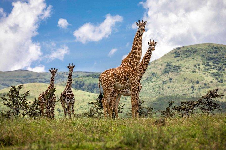 4 Days safari Tour Tanzania