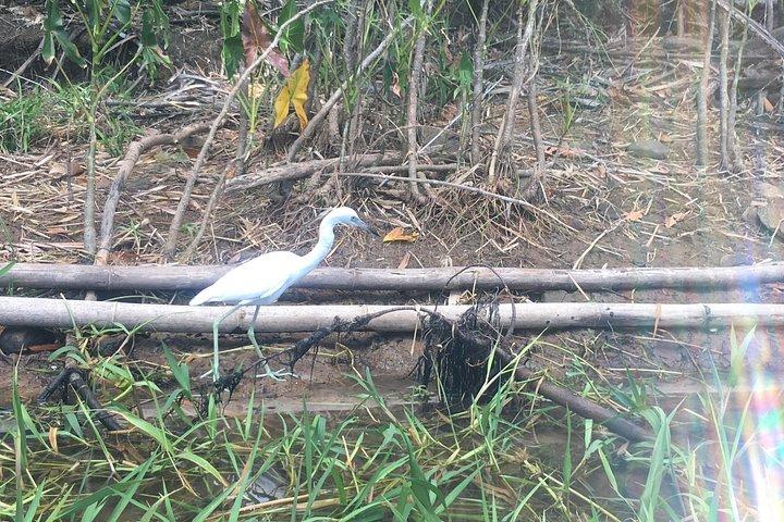 The Panama Canal: Kingfisher Experience Private Tour
