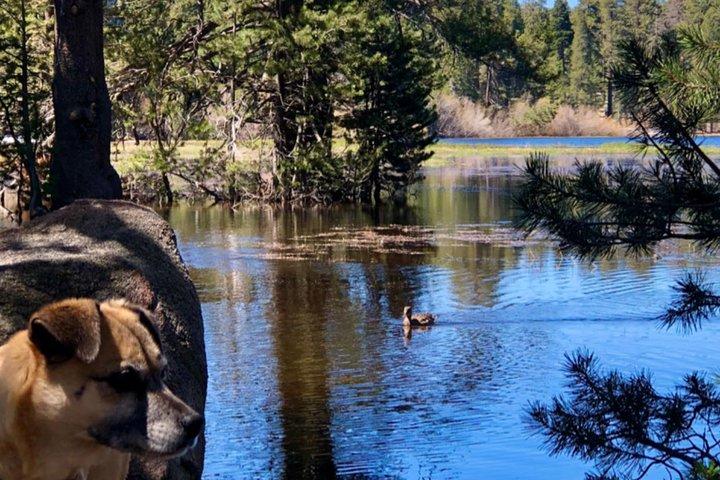 Tour fuoristrada Big Bear Jeep con Hike to Bluff Lake Reserve