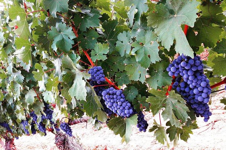Rioja's Topwijnen proeverij privétour