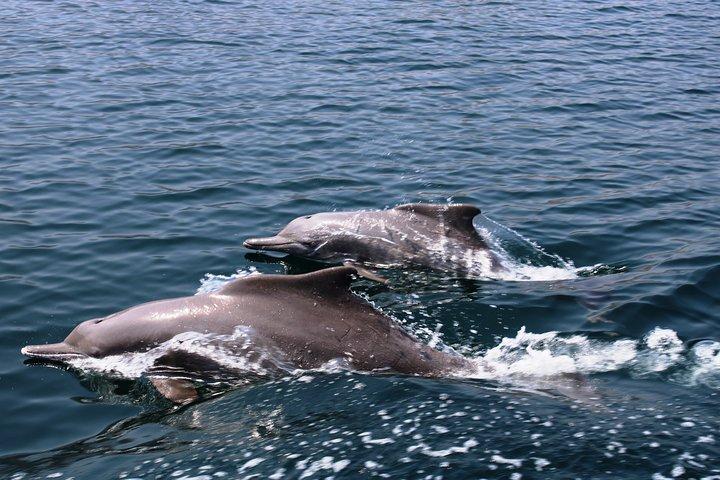 ドバイからアラビアのノルウェーへ | KHASAB | テレグラフ島 | オマーン