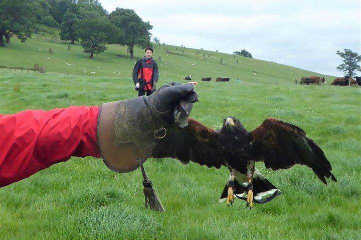 Bath City Tour & Fly a Hawk Experience - Day Trip from Bristol