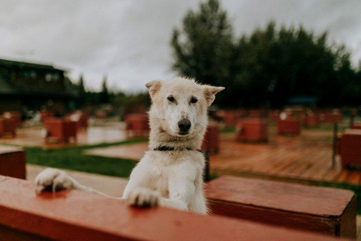 歴史あるトレイルブレーカー犬舎の夏の犬舎訪問