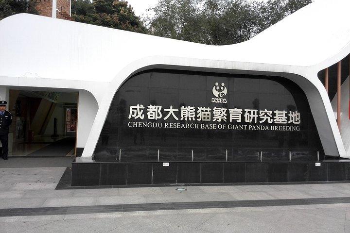 Viagem de um dia para a Base do Panda em Chengdu saindo de Xangai de avião e o Templo Martial Marquis
