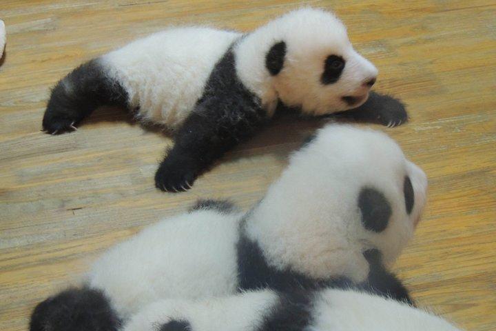Viagem de um dia para a Base do Panda em Chengdu saindo de Xangai de avião e o Templo Martial Marquis