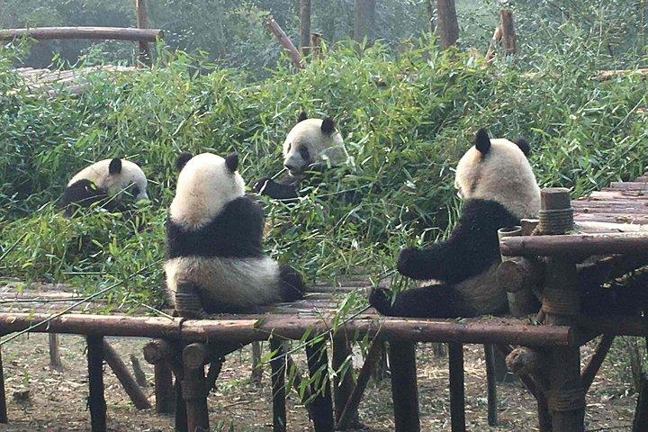 Viagem de um dia para a Base do Panda em Chengdu saindo de Xangai de avião e o Templo Martial Marquis