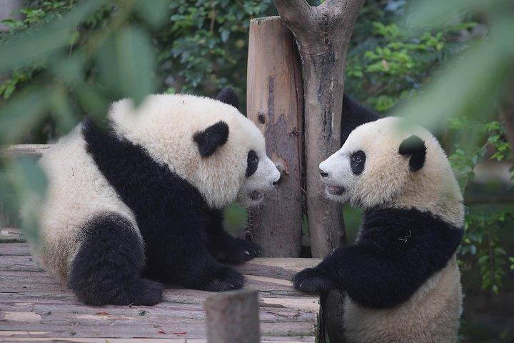 Viagem de um dia para a Base do Panda em Chengdu saindo de Xangai de avião e o Templo Martial Marquis