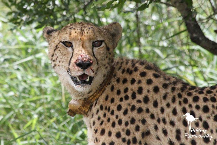 Die Ann van Dyk Cheetah Guided Tour