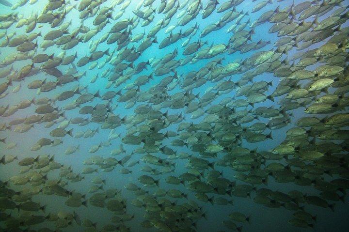Halbtägiges Schnorchelerlebnis in Tamarindo