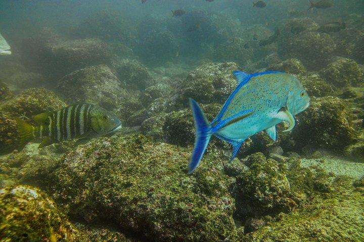 Excursion d'une demi-journée de plongée avec tuba à Tamarindo
