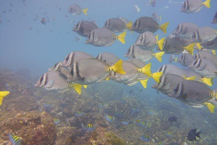 Excursion d'une demi-journée de plongée avec tuba à Tamarindo