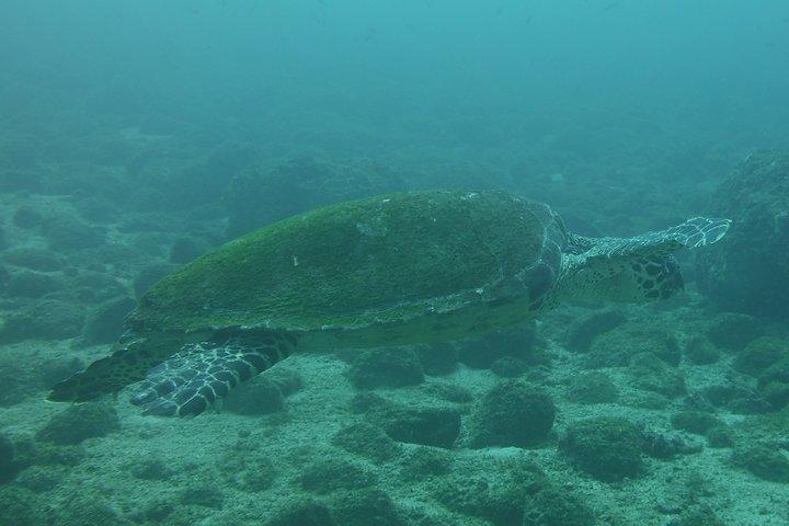 Halvdags snorkeloplevelse i Tamarindo