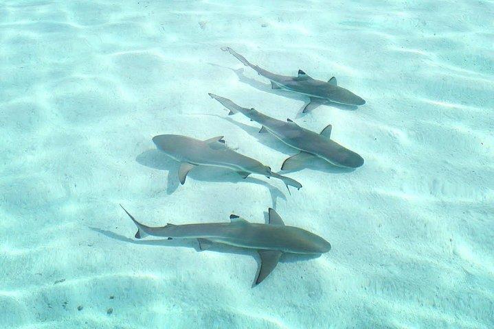3-timers lagune-snorkeltur - delt tur