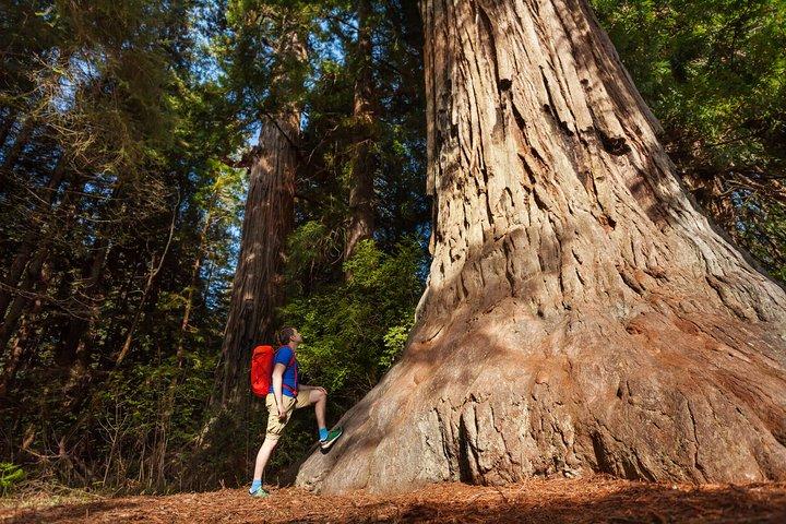 San Francisco to Yosemite One-Way Transfer