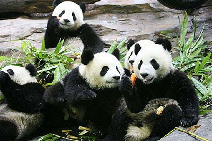 Guangzhou Chimelong Safari Park Private Führung
