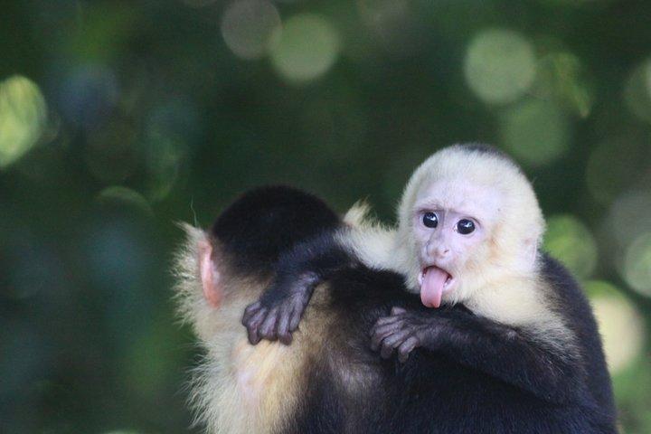 Manuel Antonio Nationaal Park rondleiding