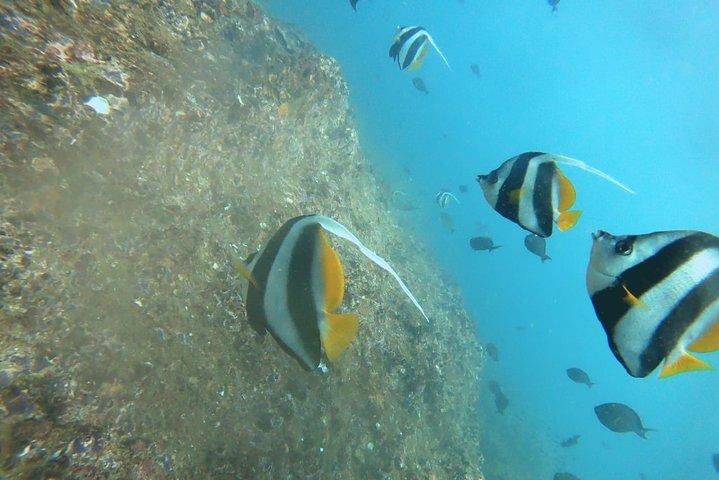 Beginner-Friendly Scuba Diving in Mirissa with Hotel Transfers