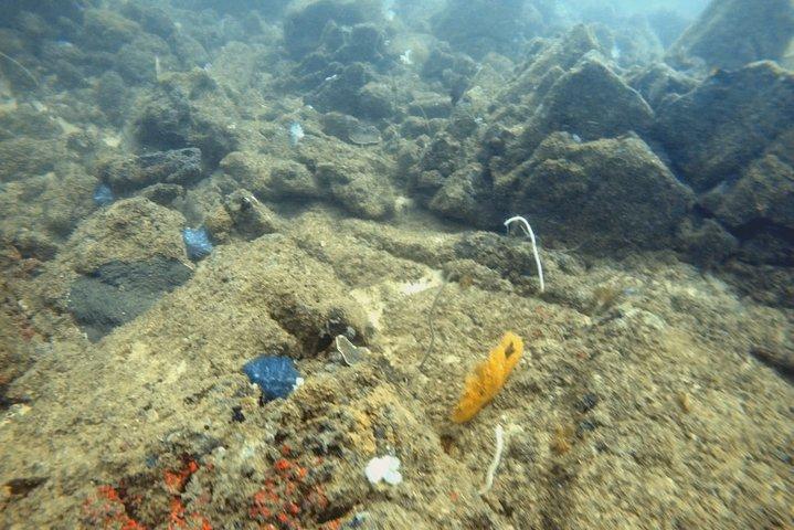 Beginner-Friendly Scuba Diving in Mirissa with Hotel Transfers