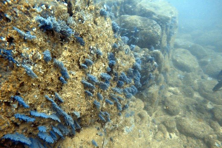 Beginner-Friendly Scuba Diving in Mirissa with Hotel Transfers