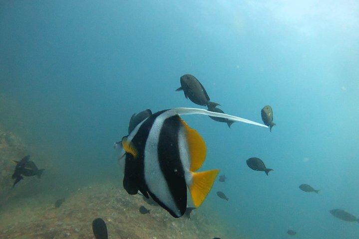 Beginner-Friendly Scuba Diving in Mirissa with Hotel Transfers