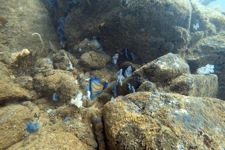 Beginner-Friendly Scuba Diving in Mirissa with Hotel Transfers