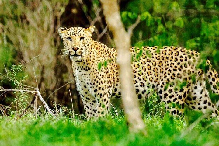 ジャラナヒョウサファリ付きジャイプール半日ツアー