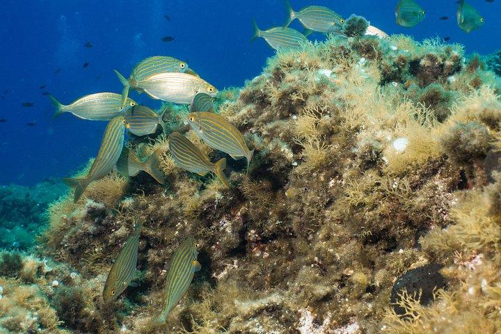 Mallorca: Open Water Diver Course