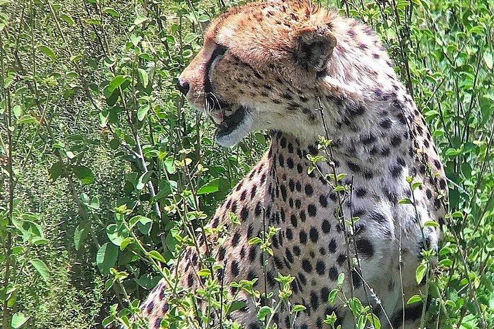 4日間マサイマラとナクル湖グループがバジェットサファリに参加