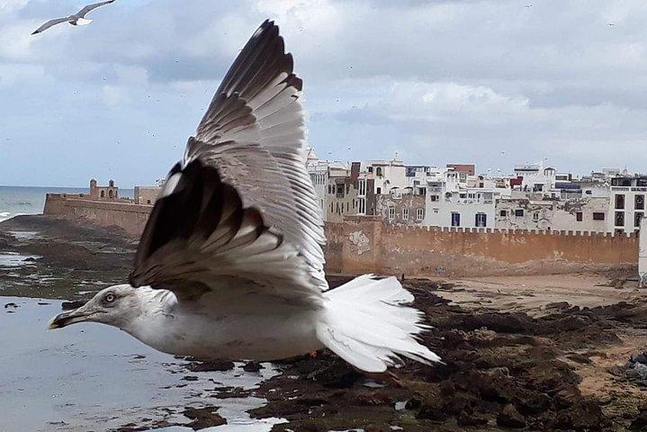 Discover Essaouira one day journey from Marrakech