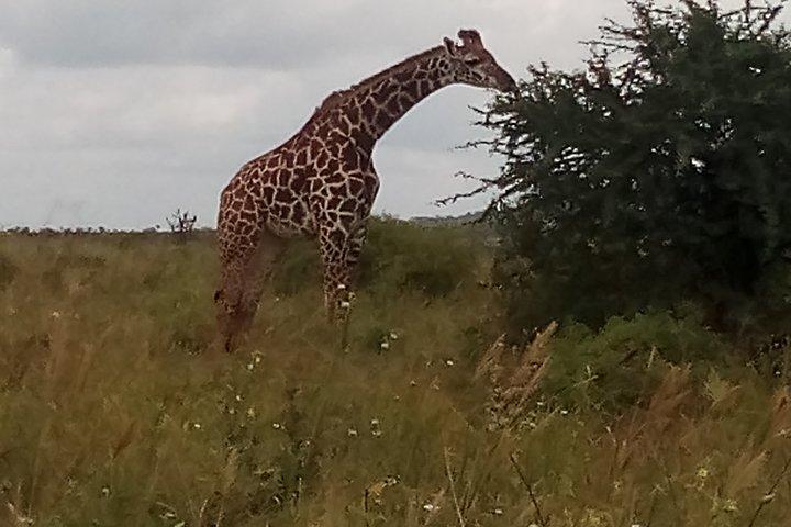 5 Tage Safari nach Amboseli, Tsavo West N / P, Taita Hills Wildlife Sanctuary-Luxus