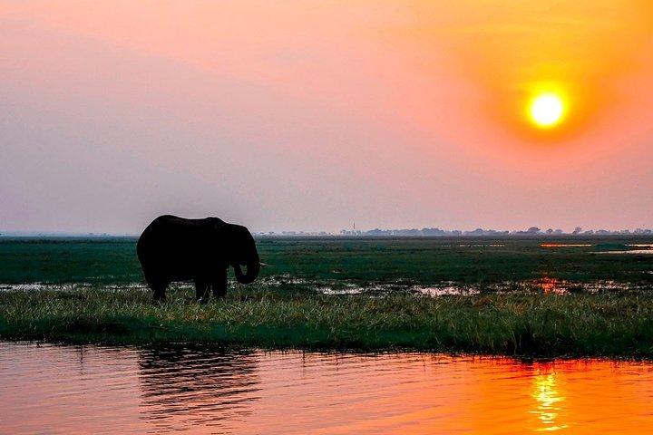 ザンベジ川でのサンセットクルーズ野生生物観察体験