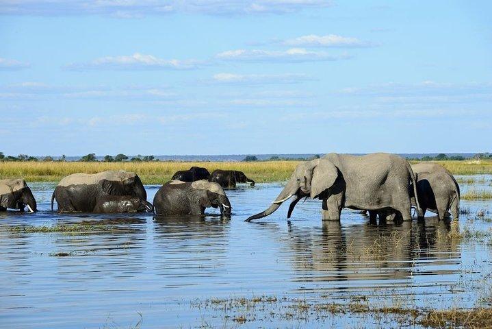 ザンベジ川でのサンセットクルーズ野生生物観察体験